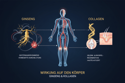 Ginseng & Collagen Wirkung im Körper